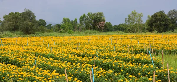 Marigold Kwiaty Ogrodzie — Zdjęcie stockowe