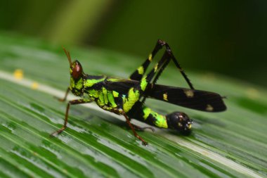 (Erianthus serratus) Maymun çekirgeler 