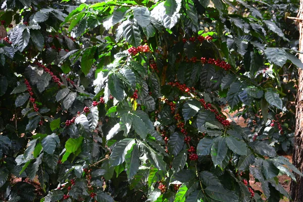 Coffee bean, coffee cherries or coffee berries on Arabica coffee tree