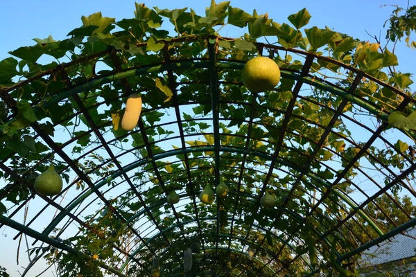 Zimní meloun na strom v zeleninové zahradě — Stock fotografie