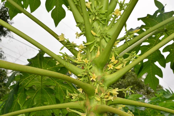 Papaya virág a fán papaya ültetvények — Stock Fotó