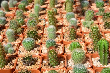 Birçok tencerede küçük kaktüs güzel arka plan