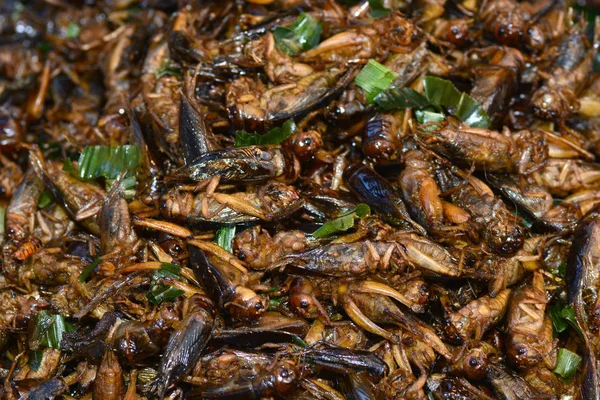 バンコクでのフライド昆虫 — ストック写真