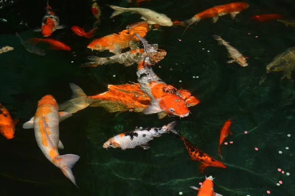 Peces carpa de lujo, peces koi, peces koi en el estanque —  Fotos de Stock