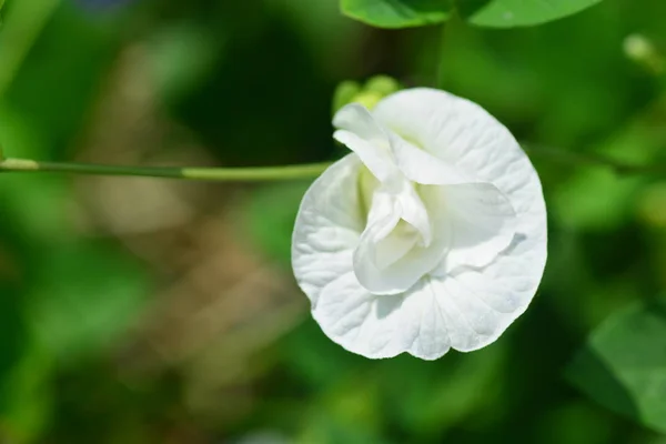 Kwiat biały motyl grochu. — Zdjęcie stockowe