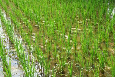Yeşil pirinç tarlası