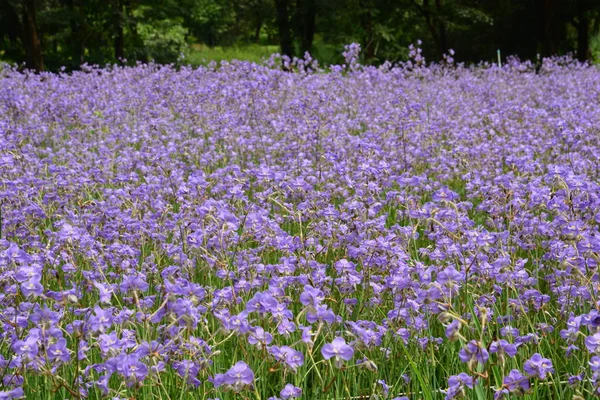 Murdannia giganteum (Vahl. ) Hno., Commelinaceae, Flores de color púrpura dulce que coronó —  Fotos de Stock