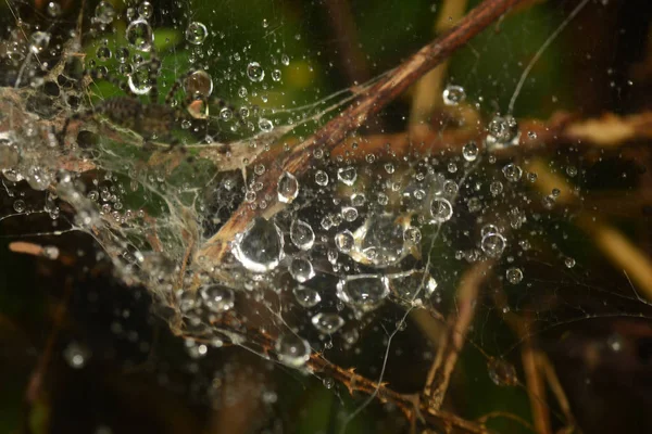 Water droplets on cobweb — Stock Photo, Image