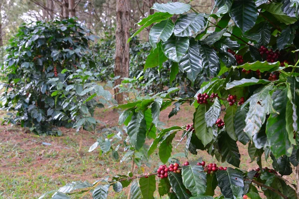 Grano de café, cerezas de café o bayas de café en árbol de café Arabica — Foto de Stock