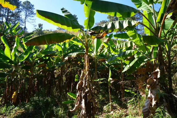 Bananengarten wächst — Stockfoto