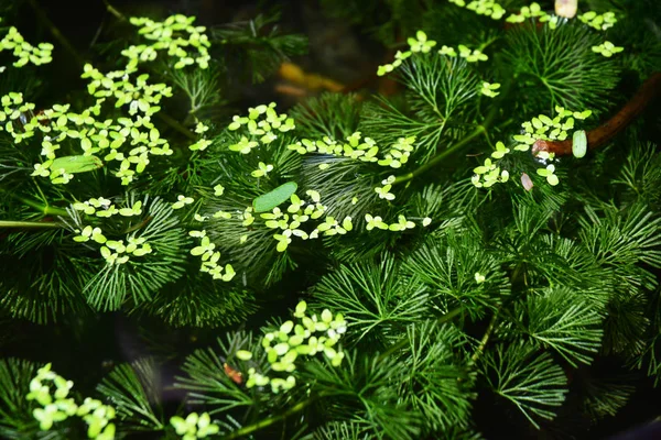 Hydrilla es un género de plantas acuáticas, generalmente tratadas como conteniendo solo una especie. —  Fotos de Stock