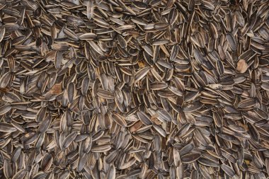 Ayçiçeği tohumu ayçiçeğinin meyvesidir.