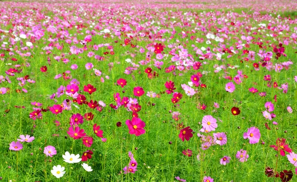 Cosmos flor colorida no campo . — Fotografia de Stock