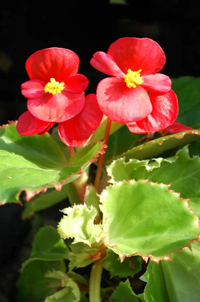 Czerwone Begonia kwiaty zbliżenie w ogrodzie — Zdjęcie stockowe