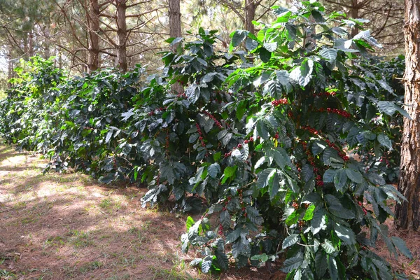 Arabica kahve ağacında kahve fasulyesi, kahve kiraz veya kahve meyveleri