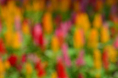 Bulanık çiçekler renkli, Soyut Arka Plan 