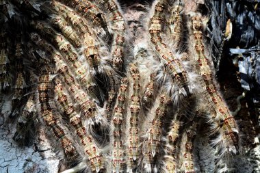 Hariry tırtıl grubu