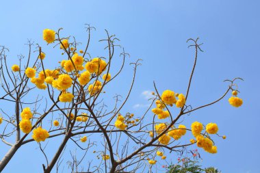 Mavi gökyüzünde cochlospermum Regium çiçek. Sarı Pamuk ağacı
