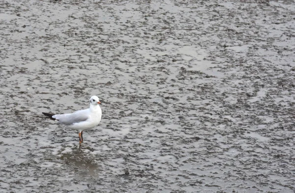 Gaviotas en la playa — Foto de Stock