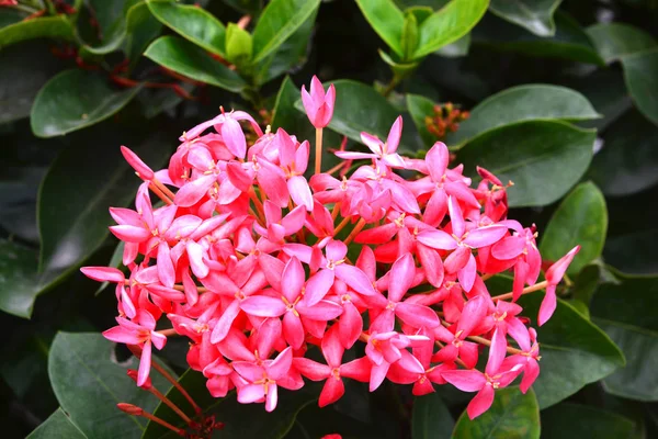 Ixora je rod kvetoucích rostlin čeledi Rubiaceae — Stock fotografie