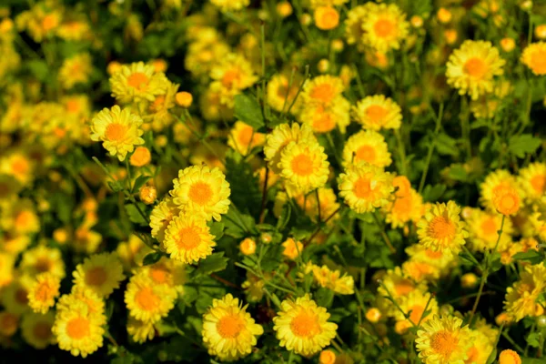 Crisantemo indicum Flores de lino . — Foto de Stock