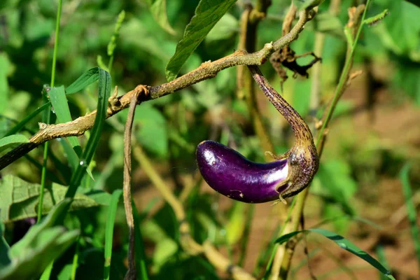 Aubergine (poire en boutique) sur plantation — Photo