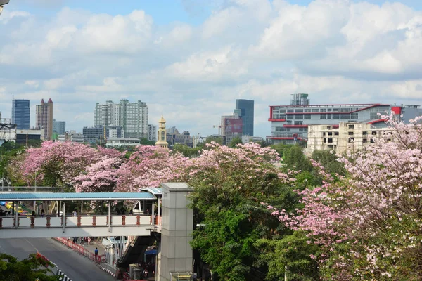 Sakura Thailand (Chompoo pantip or Pink trumpet tree) — Stock Photo, Image