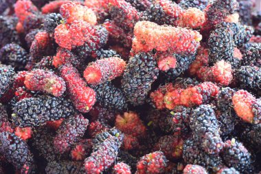 Dut arka plan, siyah olgun ve kırmızı olgunlaşmamış dut 