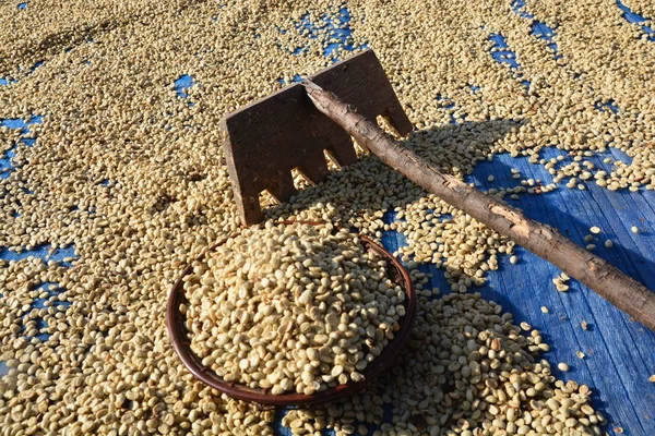 Arabica Kahve fasulye güneşte kuruyan. — Stok fotoğraf