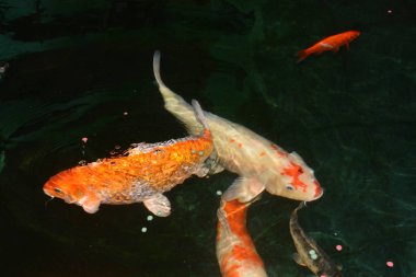 fantezi sazan balık, koi balıklar, havuzda Koi balık