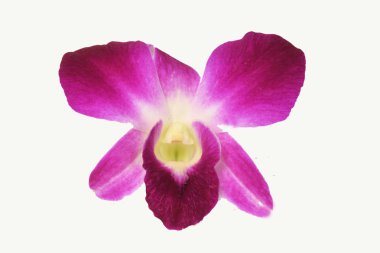 beyaz arka plan üzerinde hassas bir kırmızı pembe çiçek Dendrobium orkide bitkiler