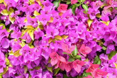 Bougainvillea çiçek