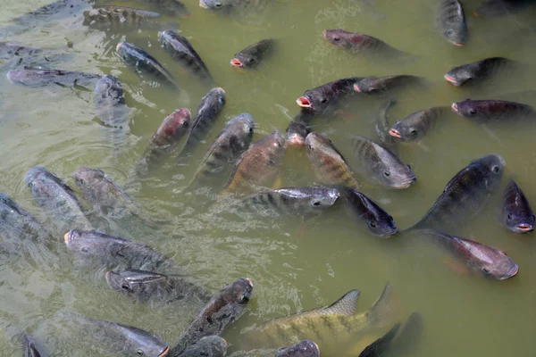 tilapia balık çiftliğinde