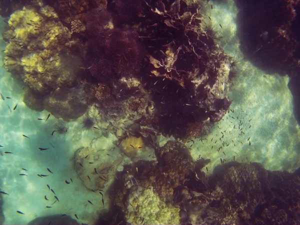 Plongée en apnée dans la mer d'andaman, Thaïlande — Photo