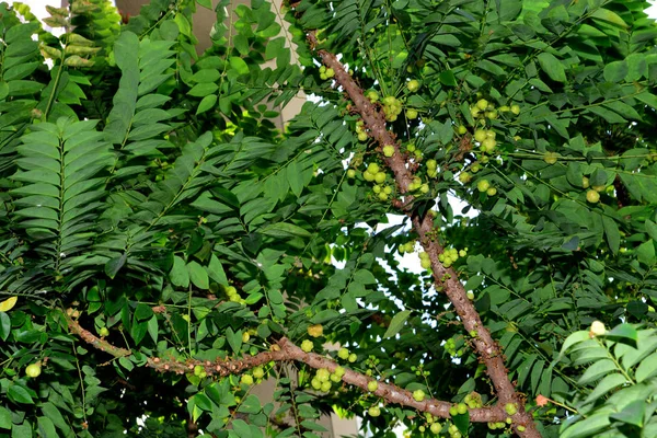 스타 베리 나무 — 스톡 사진