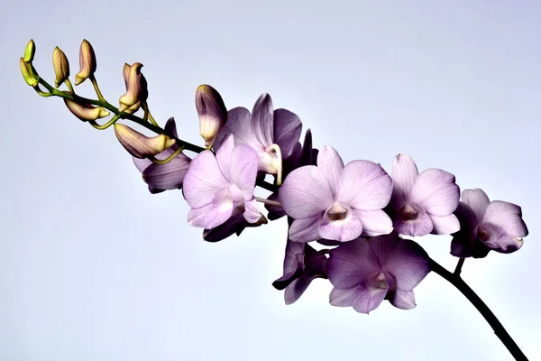 Dendrobium Snoia est un hybride commercial qui est populaire comme fleur coupée et plante en pot en Thaïlande — Photo