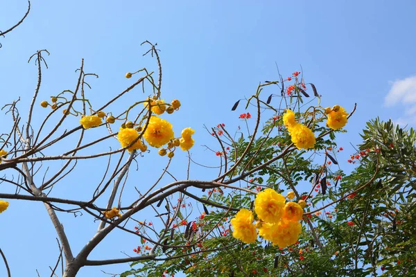 Květina cochlospermum regium na modrém nebi. Žlutý bavlněný strom — Stock fotografie