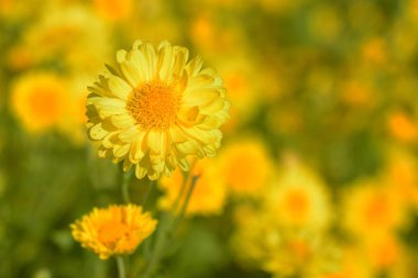 Krizantem indicum Linn çiçekler. 