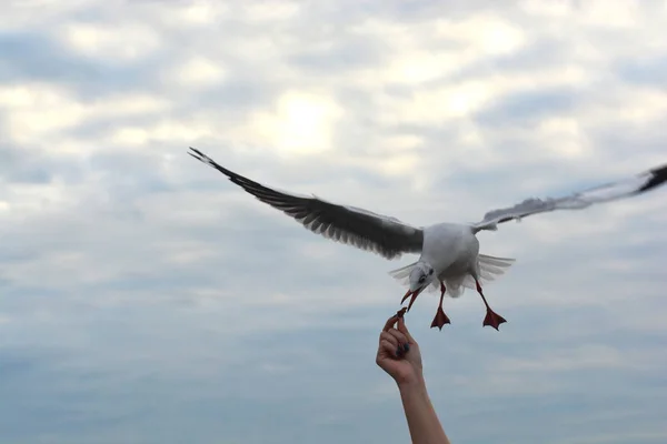 Seagull spreading wings flying to eat crackling from  hand feeding — Stock Photo, Image