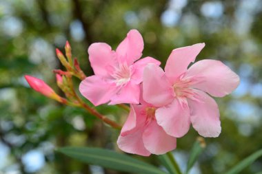 Pembe oleander çiçek, terk ile Gül defne çiçek. (Nerium oleander L.)
