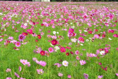 Cosmos çiçek alanı
