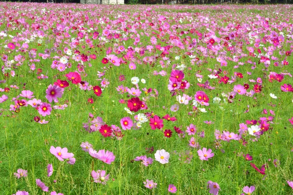 Kozmosz virág mező — Stock Fotó