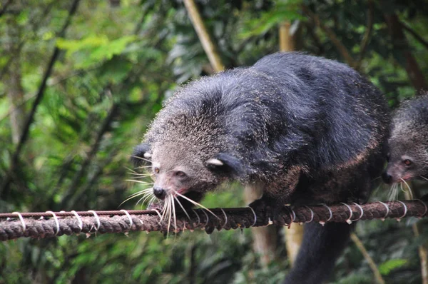 Закройте Binturong или Bearcat (Binturong или Arctictis Binturong), взбираясь по веревке — стоковое фото