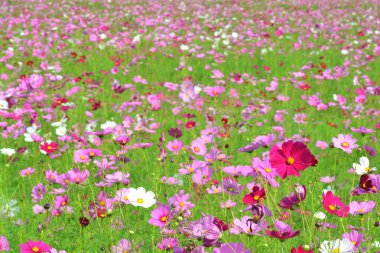 Cosmos çiçek alanı