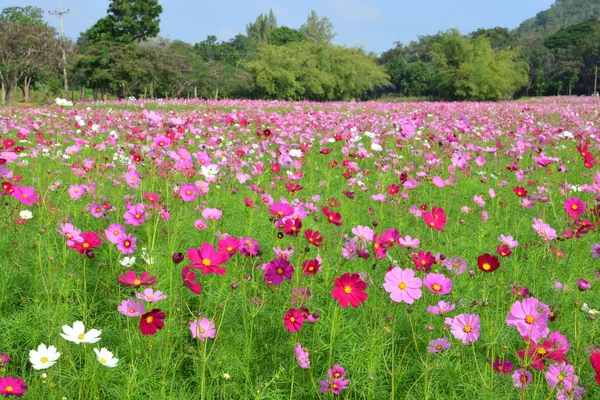 Cosmos campo de flores — Foto de Stock