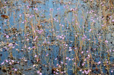 Thale Noi Waterowl Reserve Gölü'nde altın bladderwort veya Utricularia aurea, Khuan Khanun, Tayland