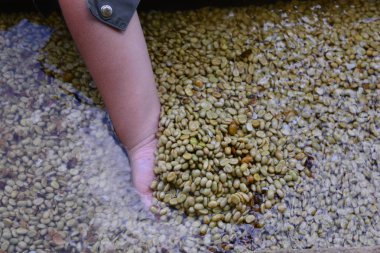 Endüstriyel bitki su ve el ile kahve çekirdeği organik temizlik cilt üretti