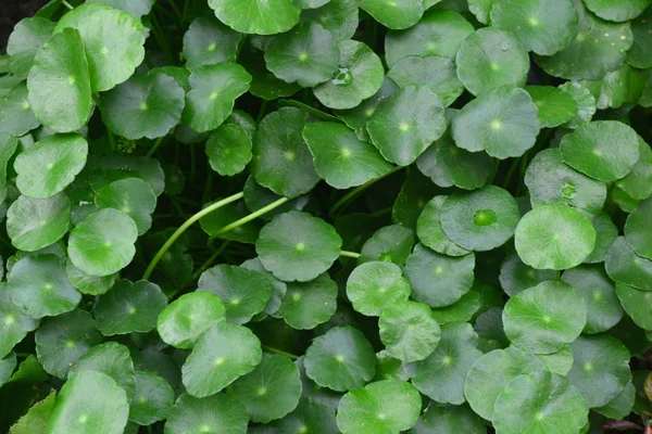 Pennywort νερό — Φωτογραφία Αρχείου