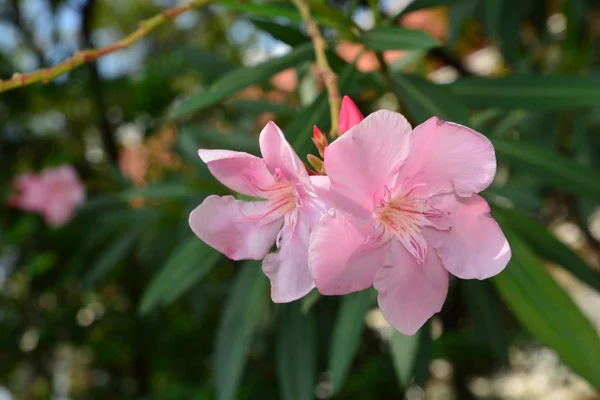 Flor de oleandro rosa, flor de baía de rosa com licença. (oleandro de Nério L .) — Fotografia de Stock