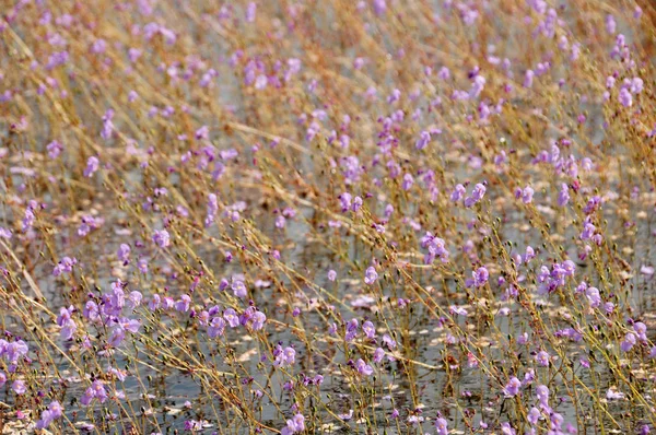 Vescica dorata o Utricularia aurea presso Lake Thale Noi Waterfowl Reserve, Khuan Khanun, Thailandia — Foto Stock